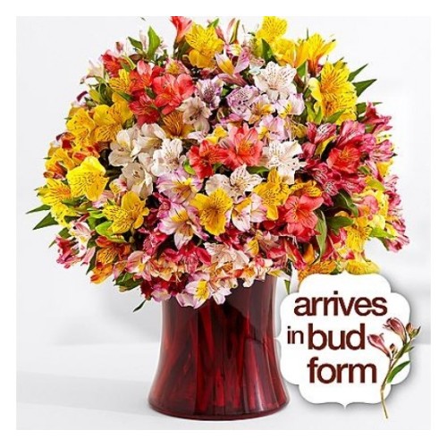 Lilies Galore (Basic)