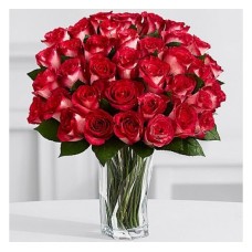 Rosy Velvet Roses