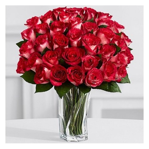Rosy Velvet Roses
