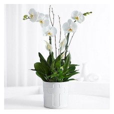 Long Life Orchid (Basic)