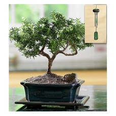 Rosemary Bonsai (Basic)