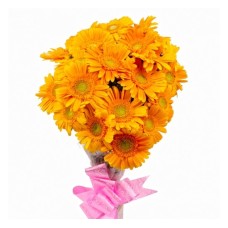 Vibrant Extravaganza (Basic)