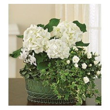 Tranquil White Garden