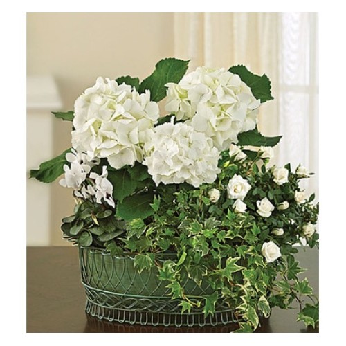 Tranquil White Garden