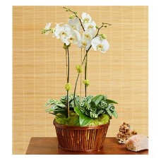 White Orchid Bamboo Garden