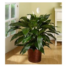 Lily on top Floor Plant (Basic)