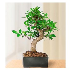 Golden Gate Bonsai (Basic)