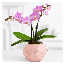 Pink Orchid Plant (Basic)