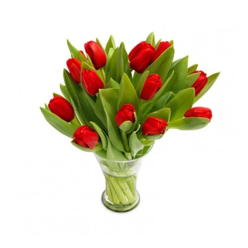 Ravishing Red tulips (Basic)