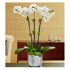 Silver Celebration Orchid (Basic)