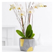 Potted Double Stem White Orchid (Basic)
