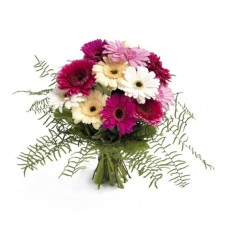 Gerberas magic (Basic)
