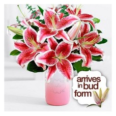 Fragrant Stargazer Lilies (Basic)