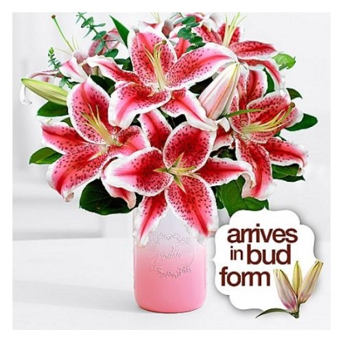 Fragrant Stargazer Lilies (Basic)