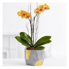 Kaleidoscope Orchid (Basic)