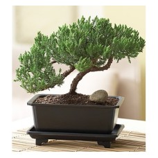 Juniper Bonsai (Basic)