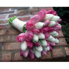 Pinkish White Tulips (Basic)