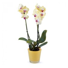 Jealous Orchid (Basic)