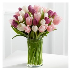 Sherbet Tulips (Basic)