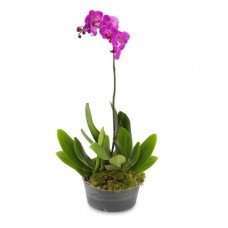 The Wonder of Orchids (Basic)