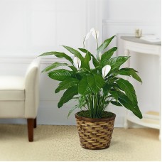 The Spathiphyllum Plant