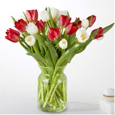 Candy Cane Tulips (15 Tulips with Vase)