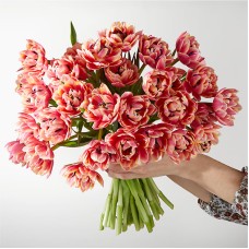 Blushing Columbus Tulips (15 Tulips with Vase)