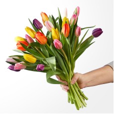 Picnic Tulips (15 Tulips)
