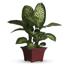 Delightful Dieffenbachia