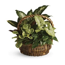 Emerald Garden Basket