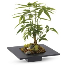 Money Tree