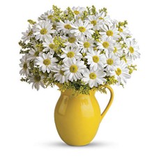 Sunny Day Pitcher of Daisies (Standard)