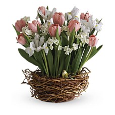 Tulip Song (Deluxe)