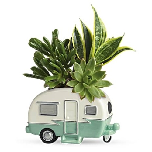 Cool Camper Succulent Garden