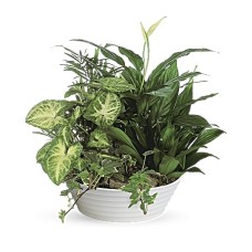 Medium Dish Garden