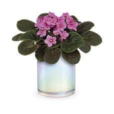 Luminous Leaves Plant
