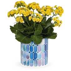 Sunny Kalanchoe