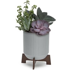 Mod Succulents Mod Succulents