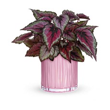 Sparkling Begonia