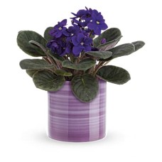 Splendid Violets