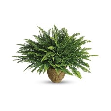 Heartwarming Thoughts Boston Fern Heartwarming Thoughts Boston Fern