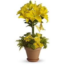 Yellow Fellow (Deluxe)