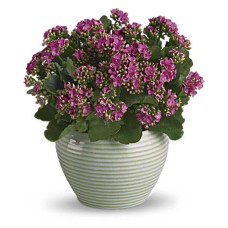 Bountiful Kalanchoe