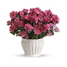Pretty In Pink Azalea