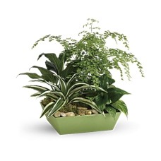 Forever Green Plant Garden