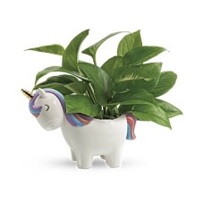 Peaceful Unicorn Pothos Plant