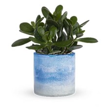 Sky Glass Jade Plant