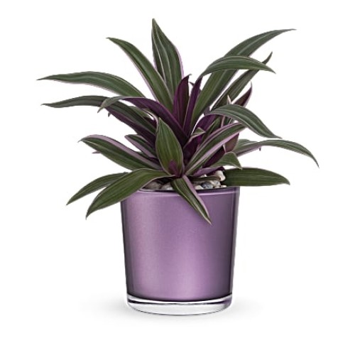 Leaves of Amethyst Plant