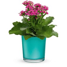 Shimmering Aqua Plant