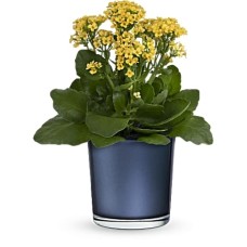 Golden Morning Plant
